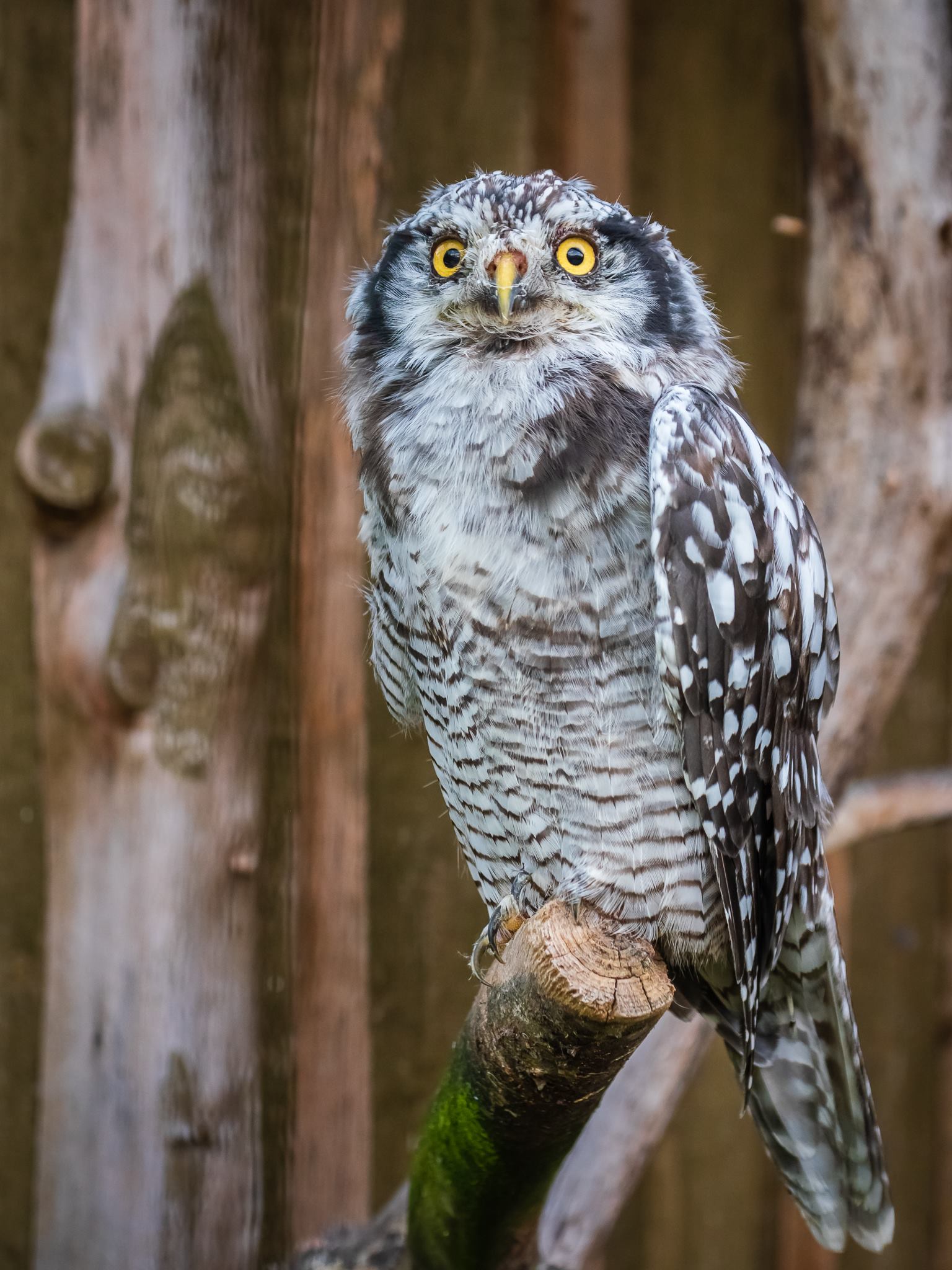 Bogumiła Stasz – fotografia