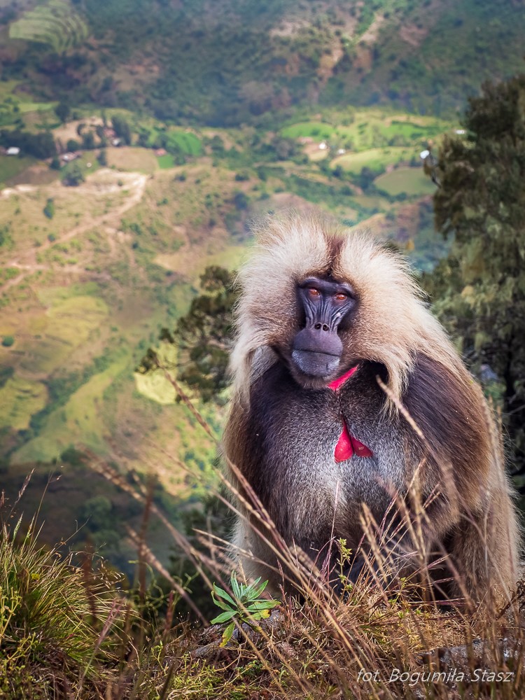 Bogumiła Stasz – fotografia